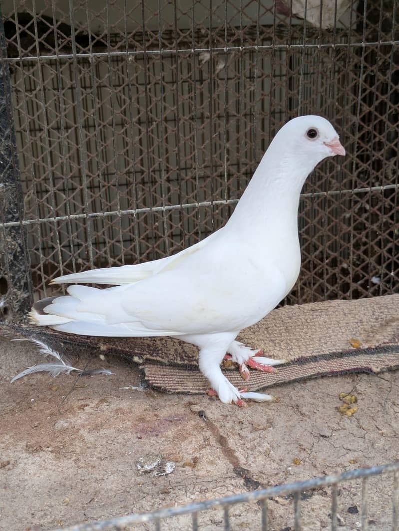 lakha breed 5