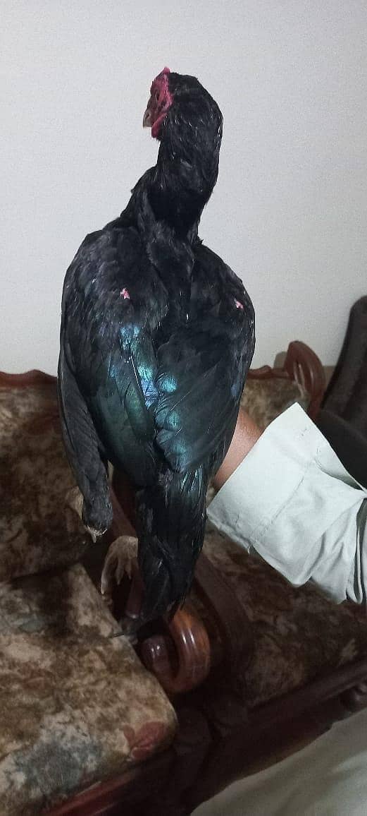 Aseel 0