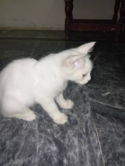 Persian Kitten