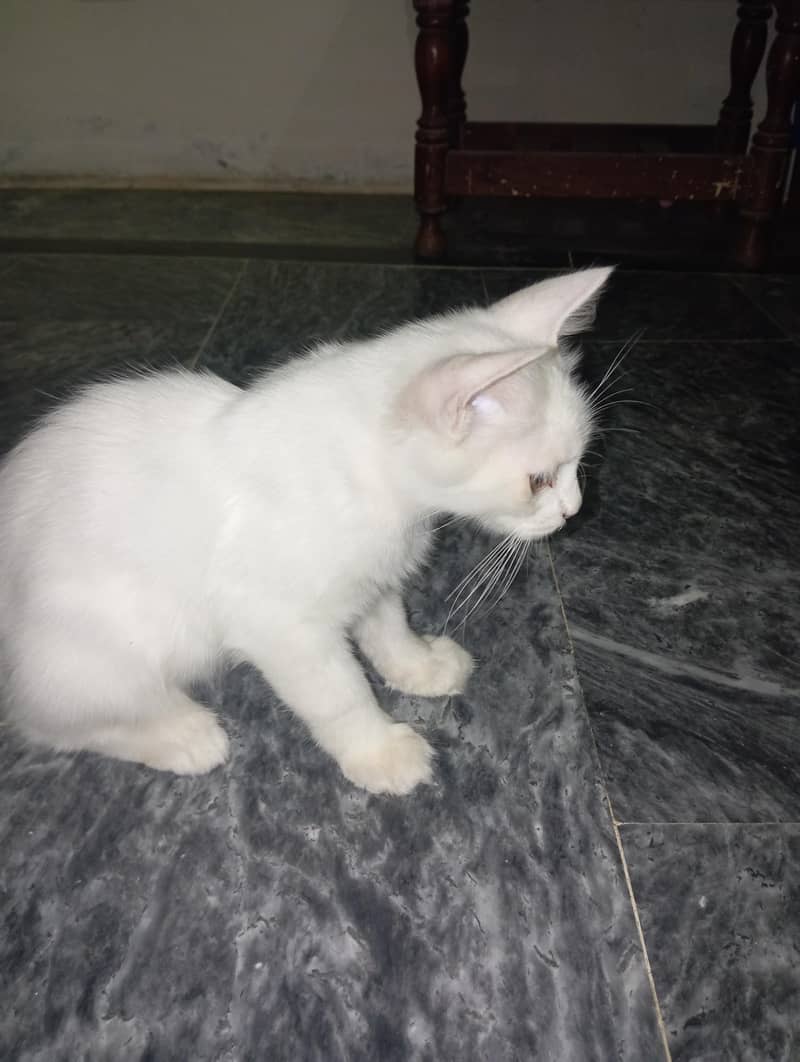 Persian Kitten 0