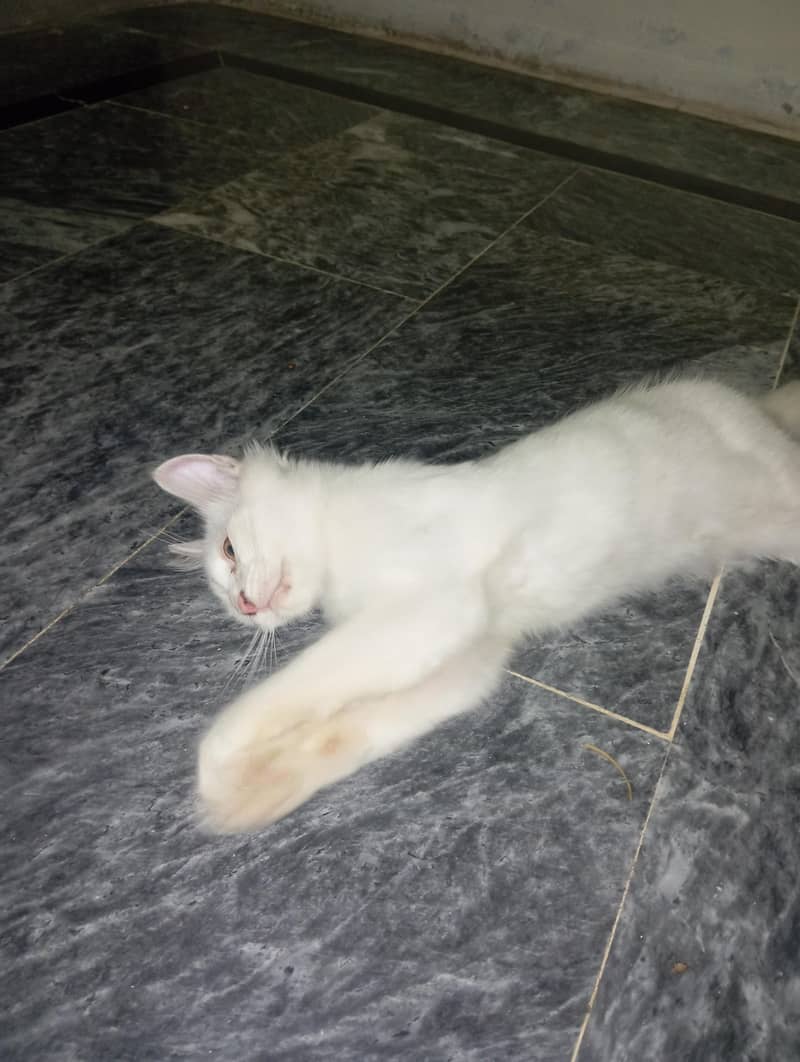 Persian Kitten 1
