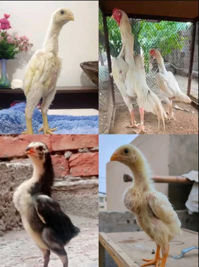 King Oh Shamo | German Oh Shamo | Top Quality Chicks | Black and white