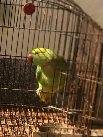 Ringnack Female 1 year 6 months