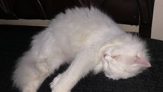 Snowwhite Blue eyes Female 03091000273