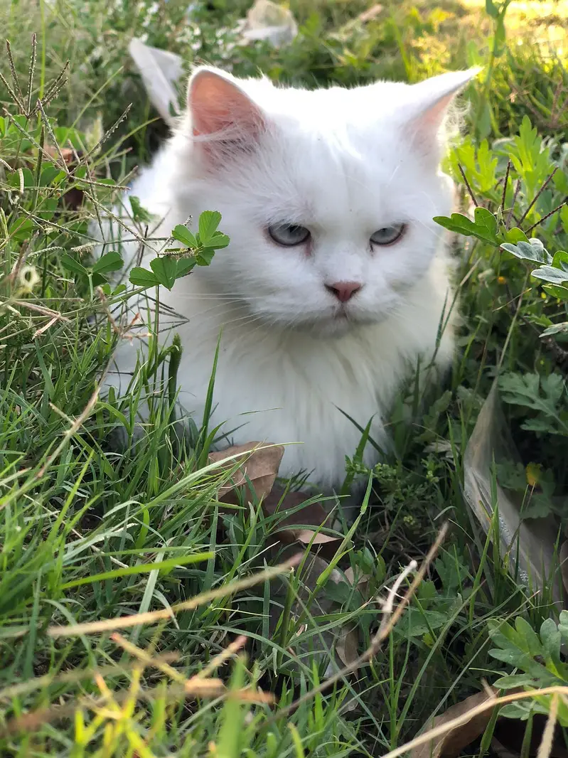 Snowwhite Blue eyes Female 03091000273 — photo 2