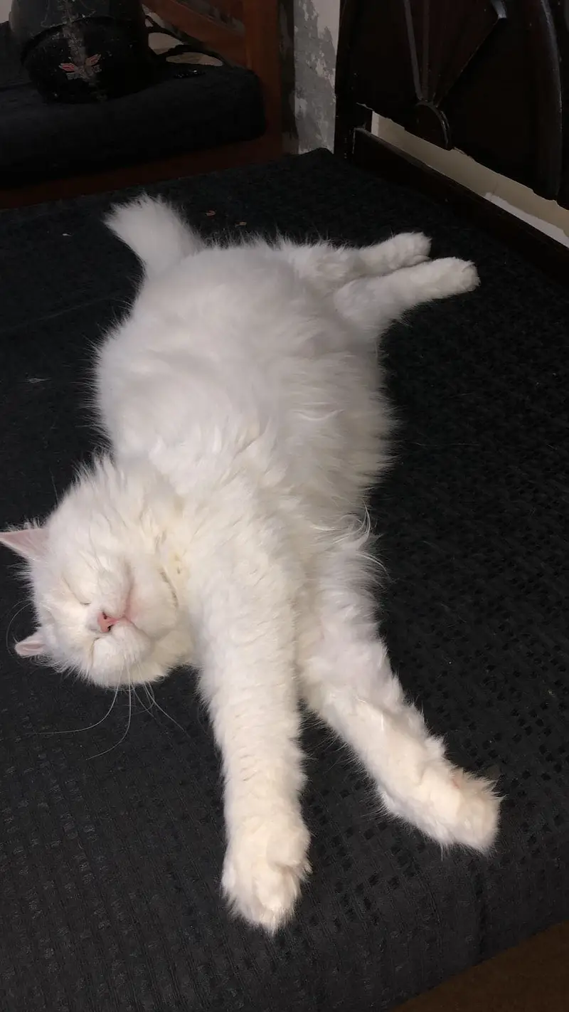 Snowwhite Blue eyes Female 03091000273 — photo 3