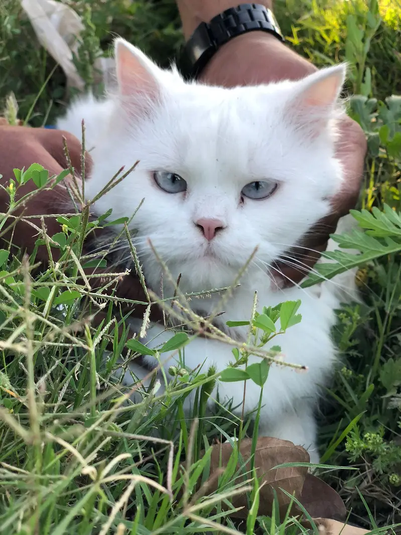 Snowwhite Blue eyes Female 03091000273 — photo 4