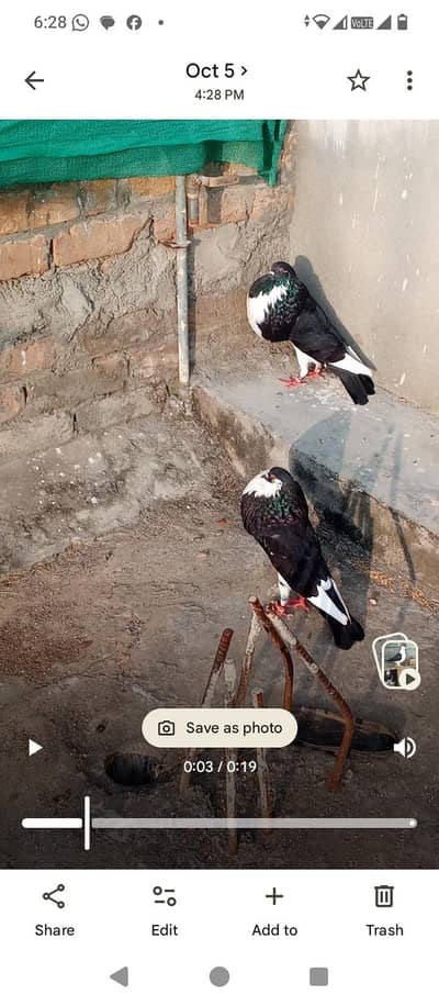 Abbottabad pigeons