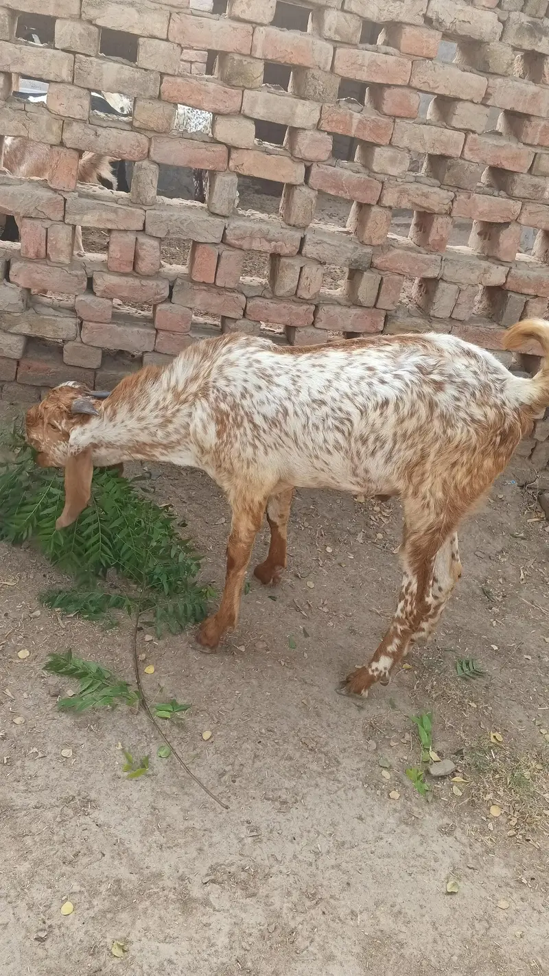 Pure Makhi Cheena Breeder — photo 2
