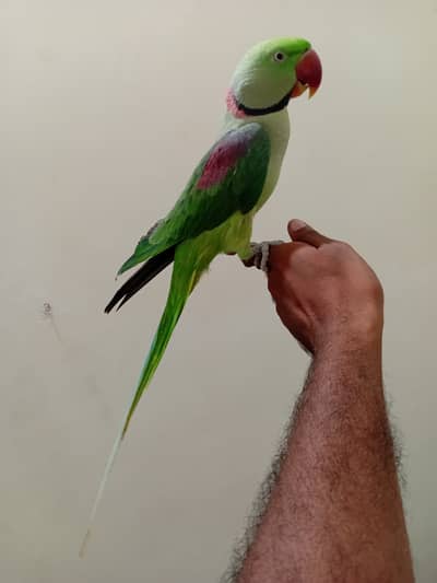 Parrot for sale hand tame and talking