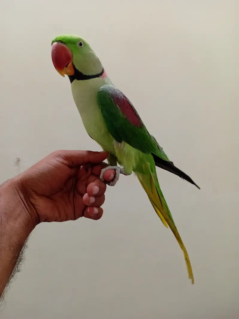 Parrot for sale hand tame and talking — photo 2