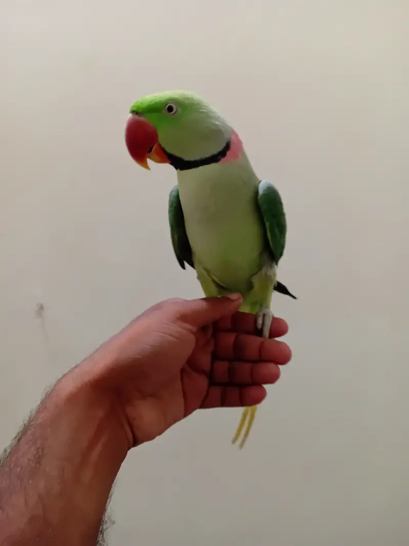 Parrot for sale hand tame and talking — photo 3