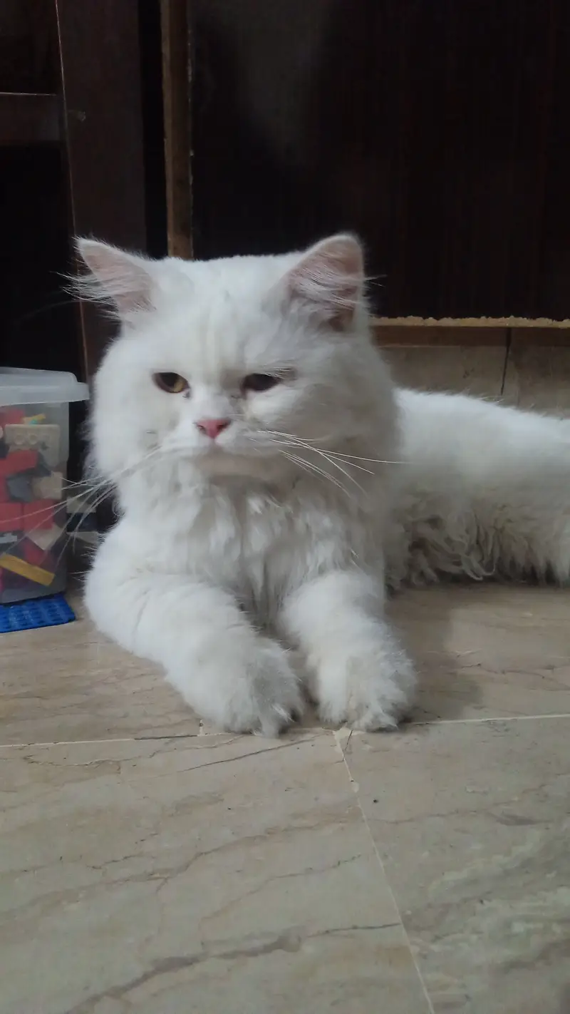 Persian cat for urgent sale — photo 2
