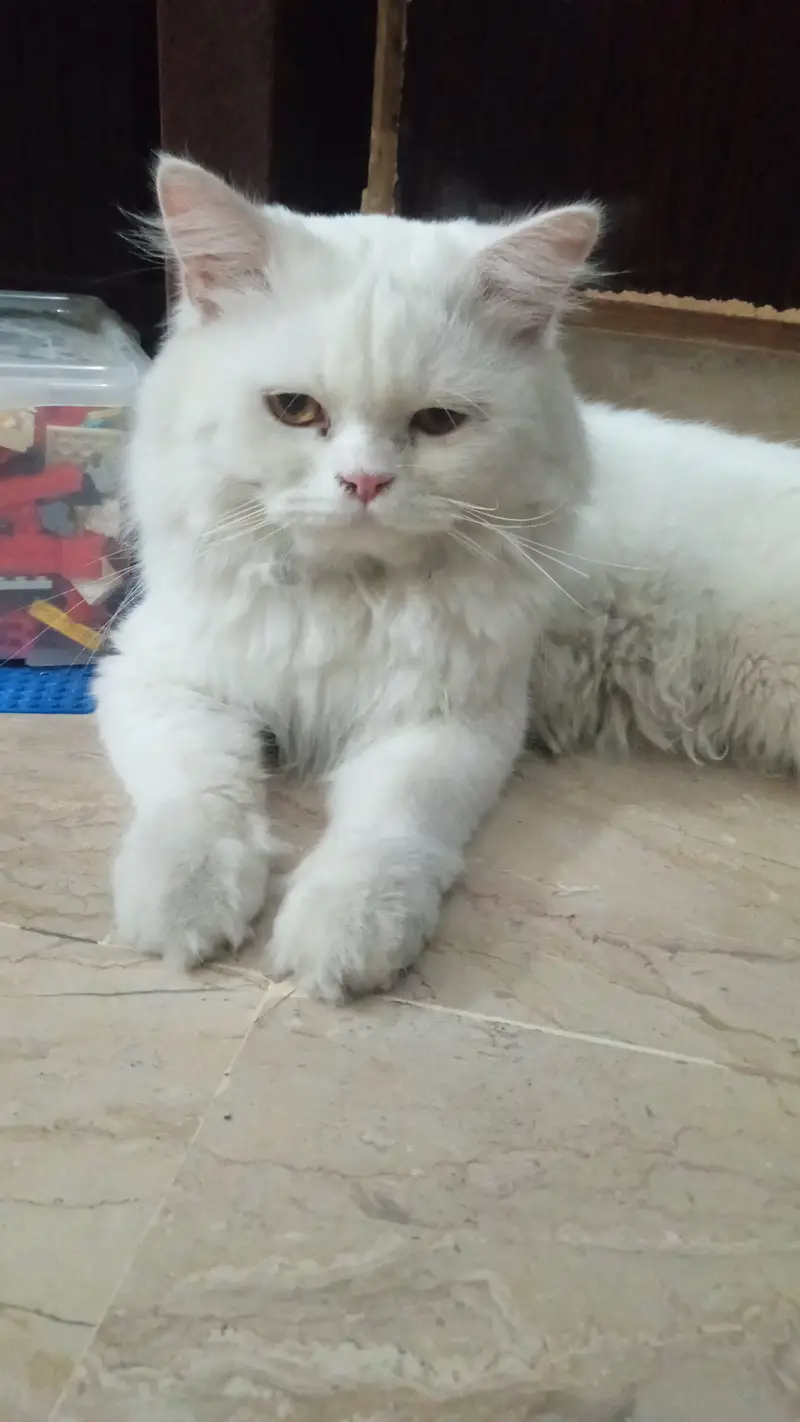 Persian cat for urgent sale — photo 3