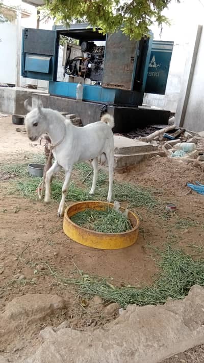 barbarimale munda