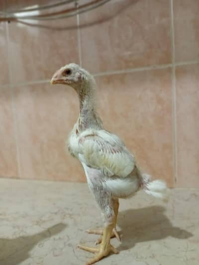 White Shaamo King Size
