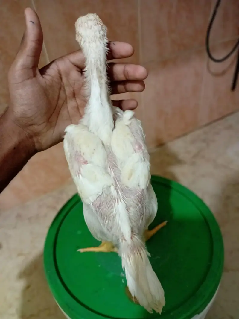 White Shaamo King Size — photo 3