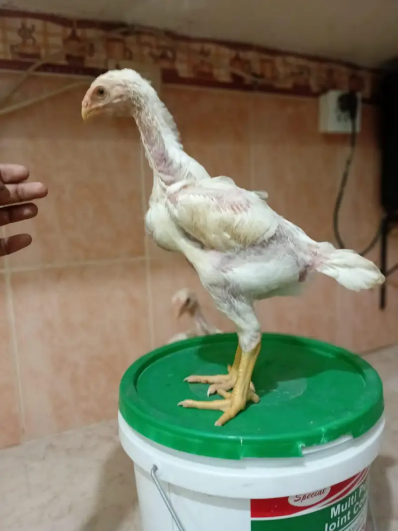White Shaamo King Size — photo 5