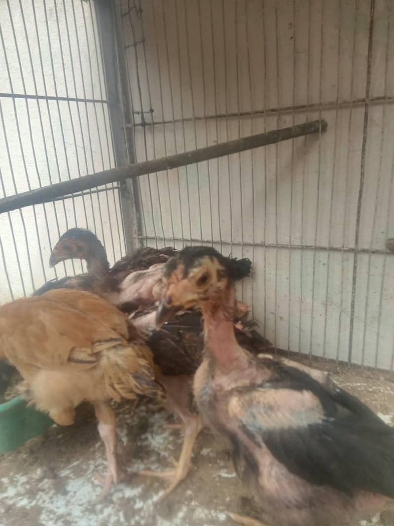 Lasani Chicks 0