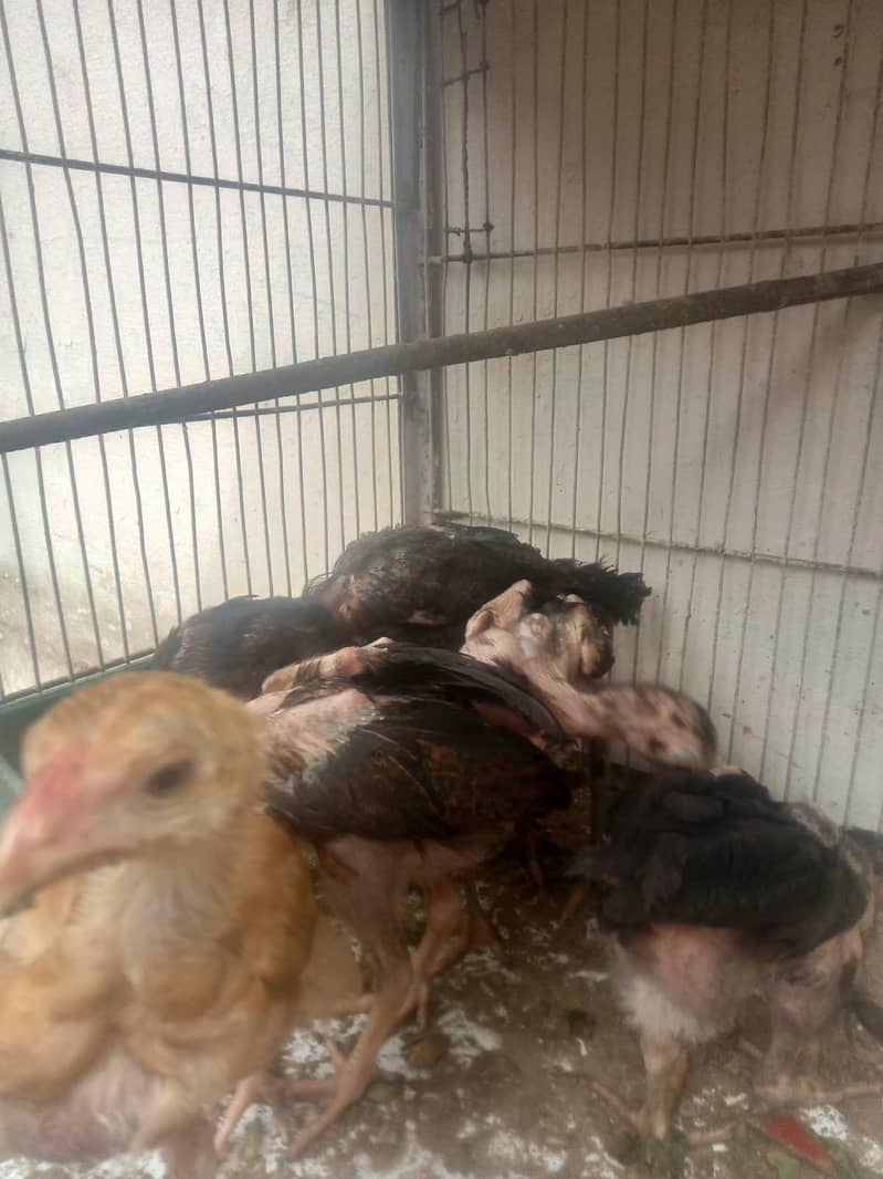 Lasani Chicks 1