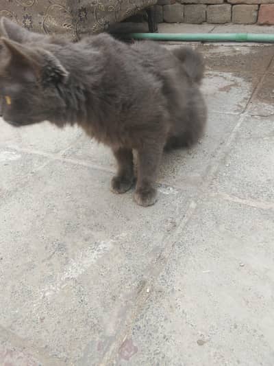 cat four sale