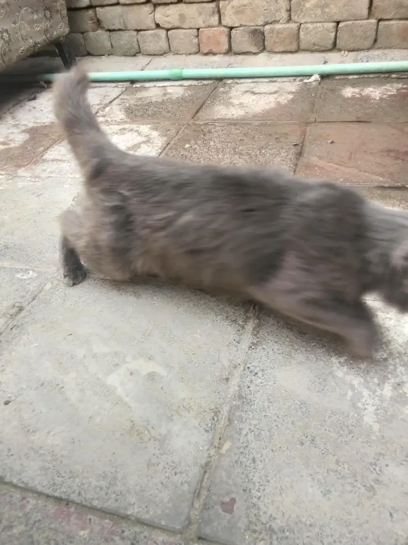 cat four sale — photo 2