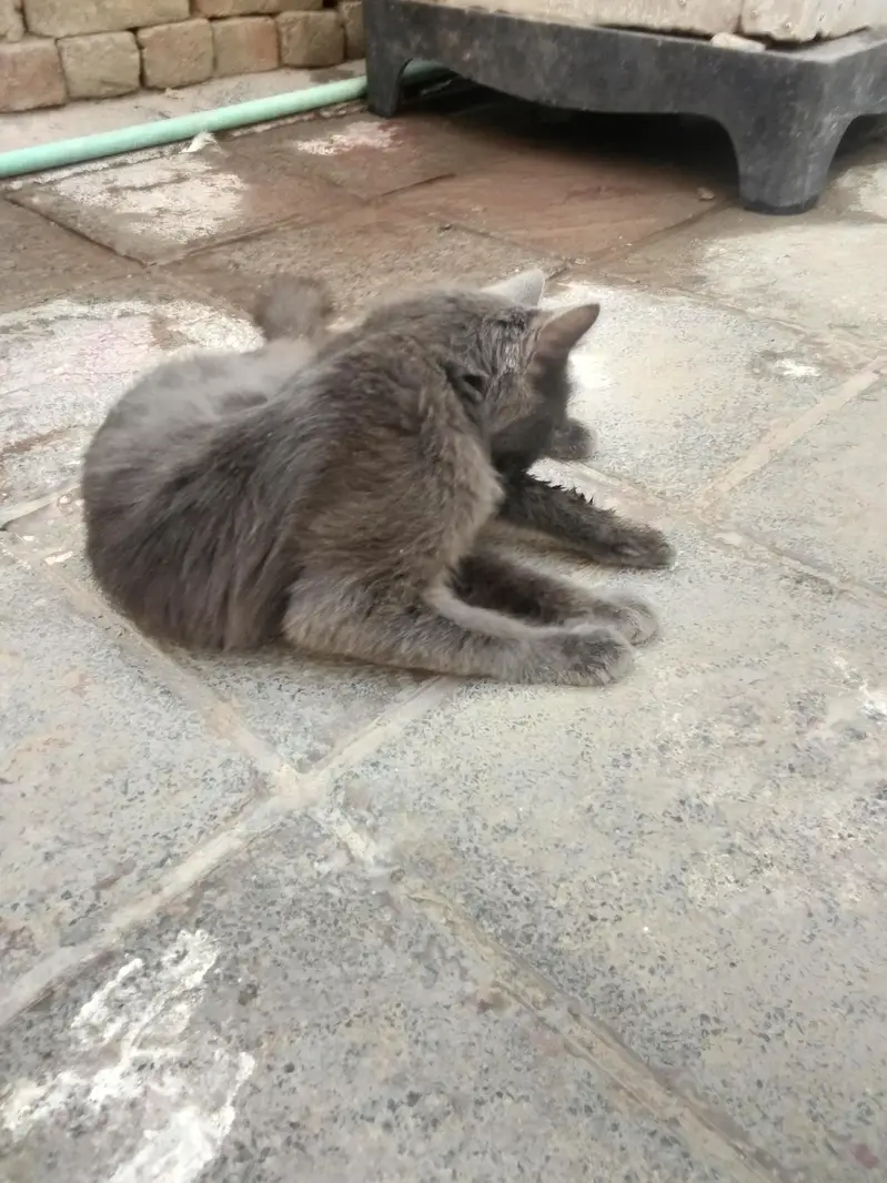 cat four sale — photo 4