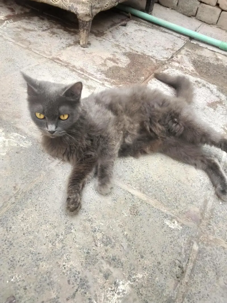 cat four sale — photo 5