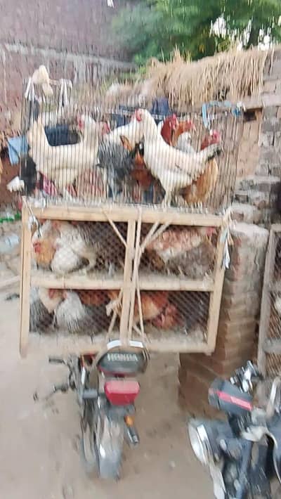 desi murgi anda stater