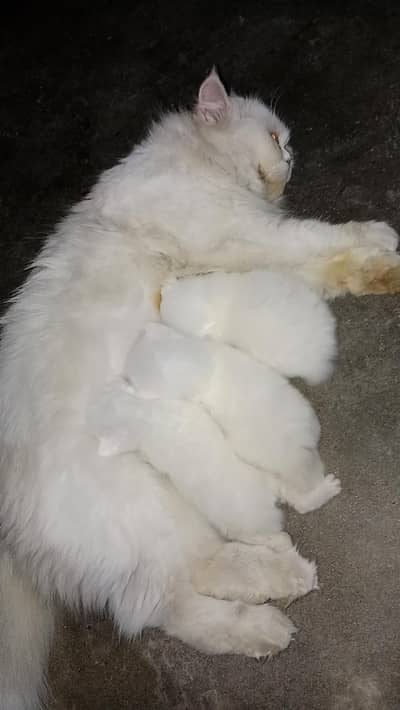 cat female