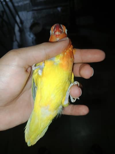 delute opaline