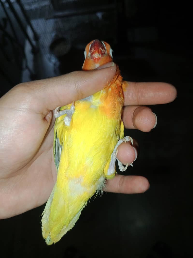 delute opaline 0