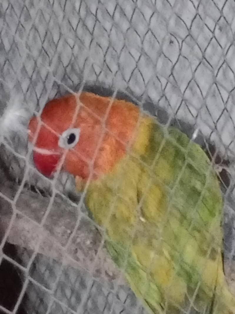 delute opaline 3