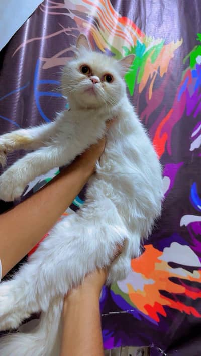 Beautiful Punch Face persian Cat for Sale
