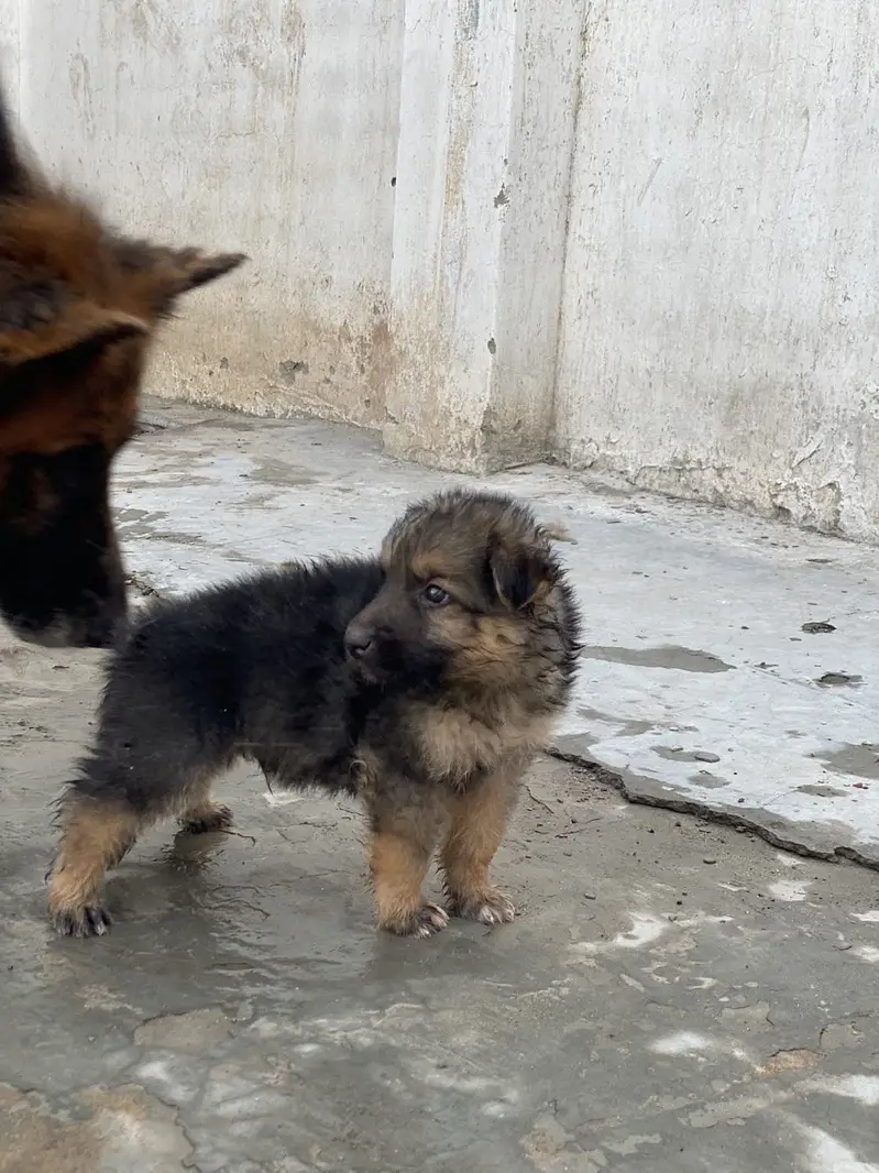 german shepherd 1.5months — photo 2