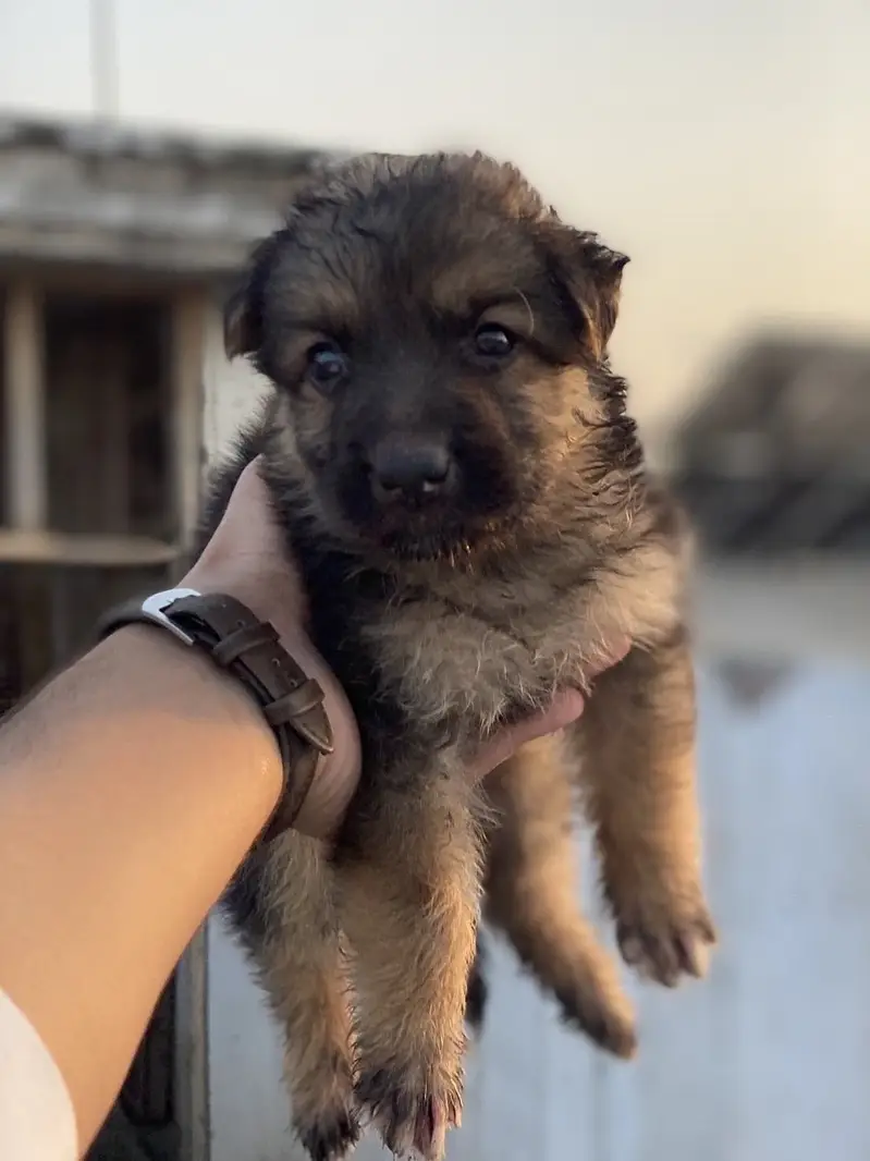 german shepherd 1.5months — photo 3