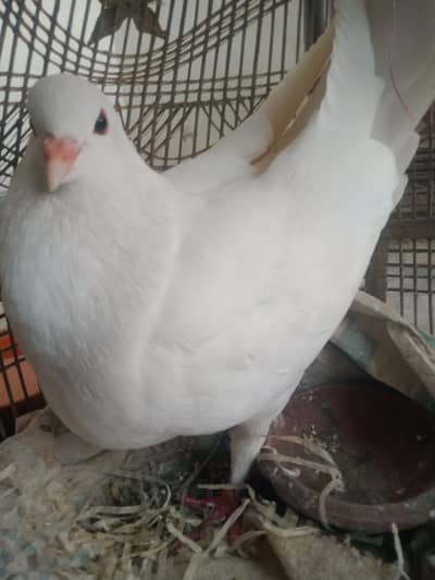 King Piegon for Sale