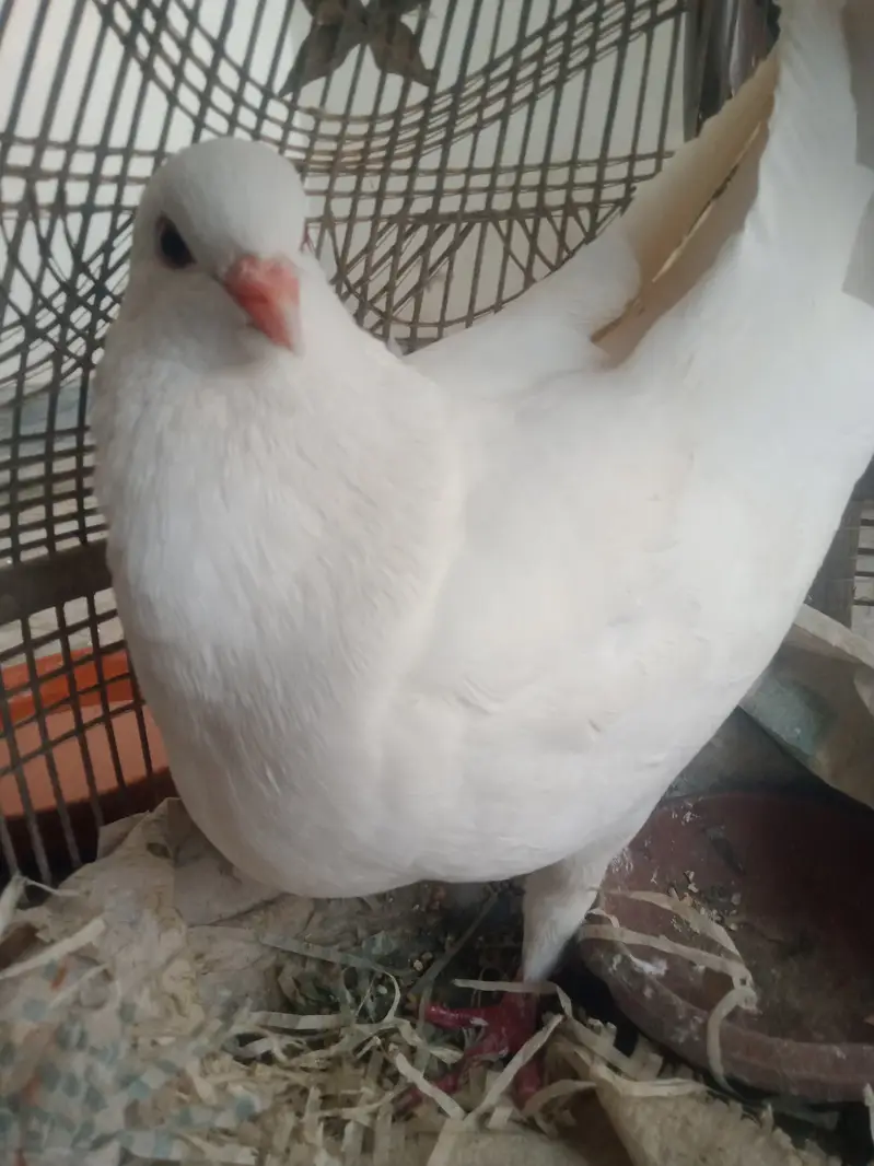 King Piegon for Sale — photo 2