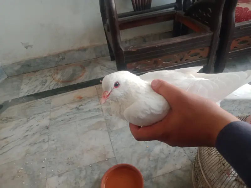 King Piegon for Sale — photo 3
