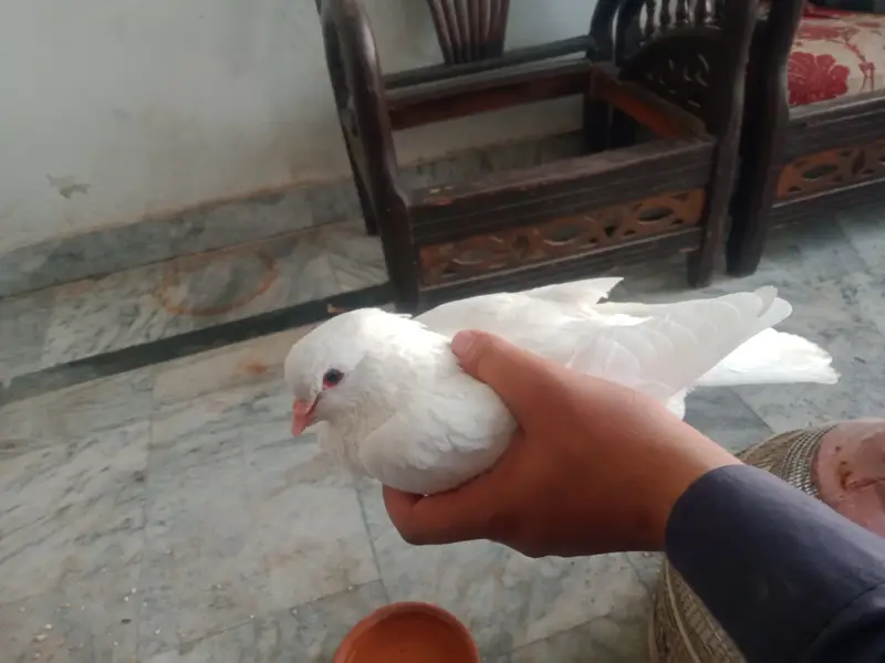 King Piegon for Sale — photo 4