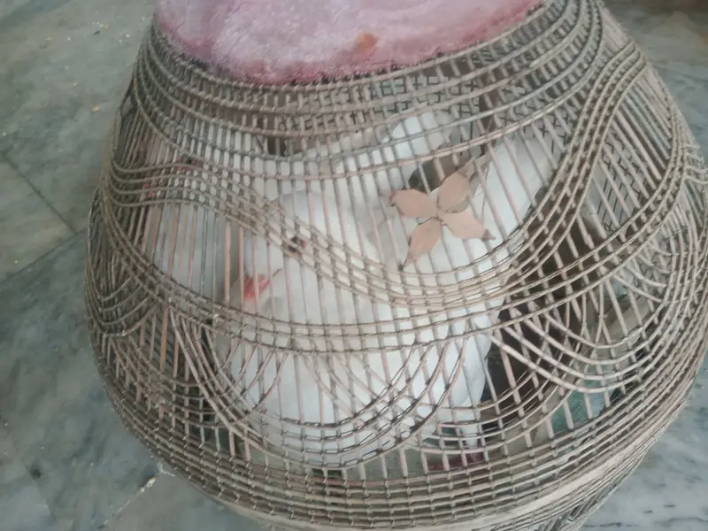 King Piegon for Sale — photo 6