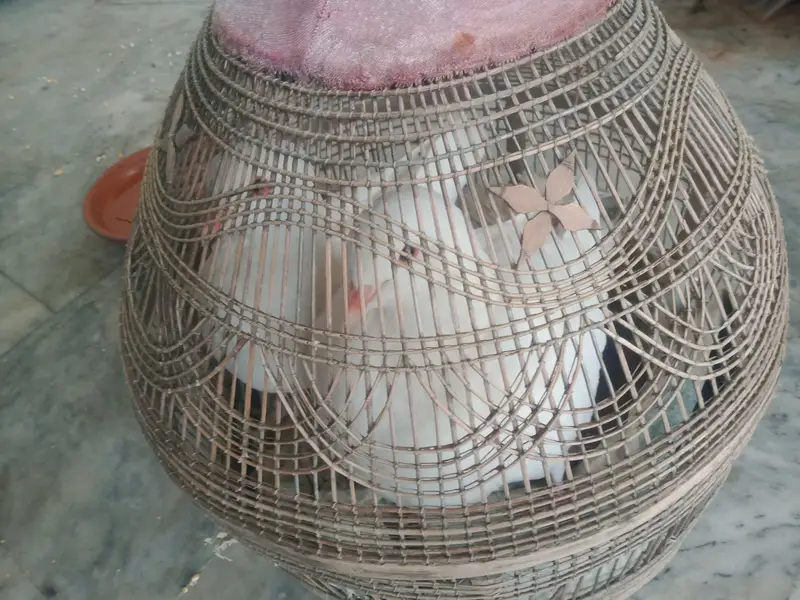 King Piegon for Sale — photo 7