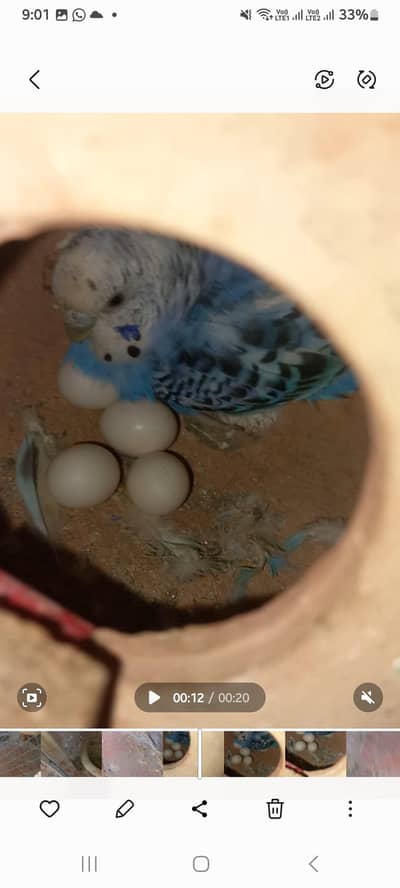 Breeder Austrailian female Eggs die hue