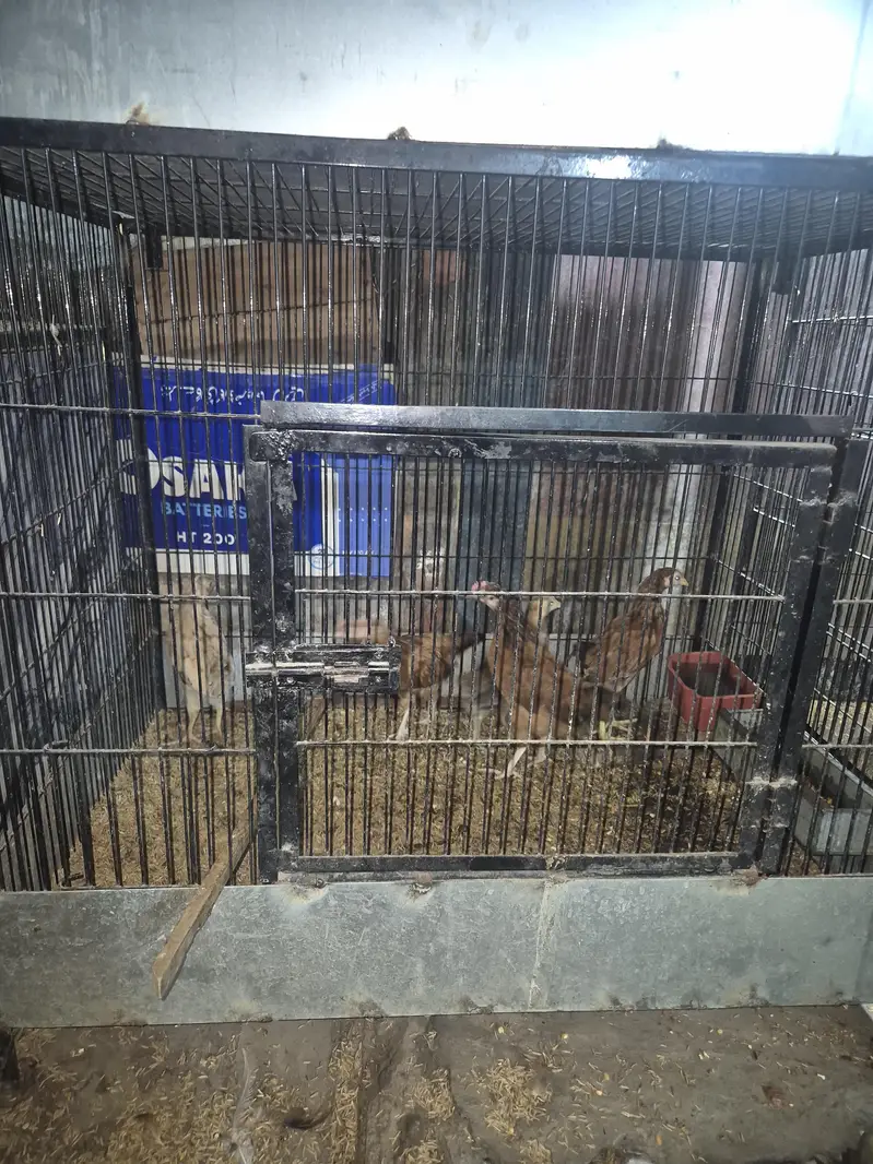High Quality Murgi / Poultry Cages For Sale — photo 2