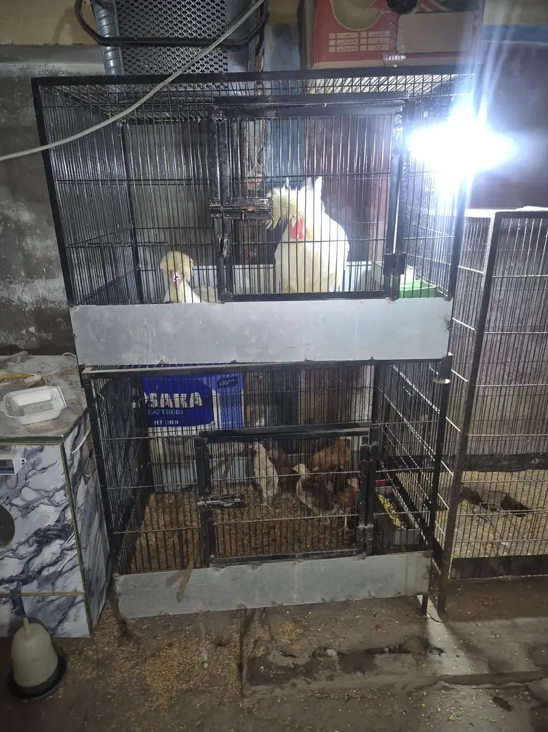 High Quality Murgi / Poultry Cages For Sale — photo 3