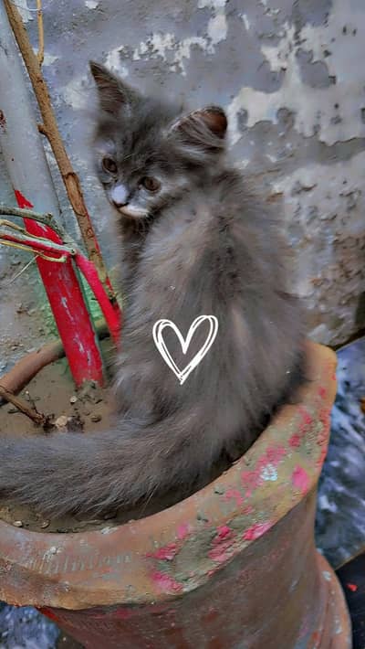 gray persion female kitten healthy an active