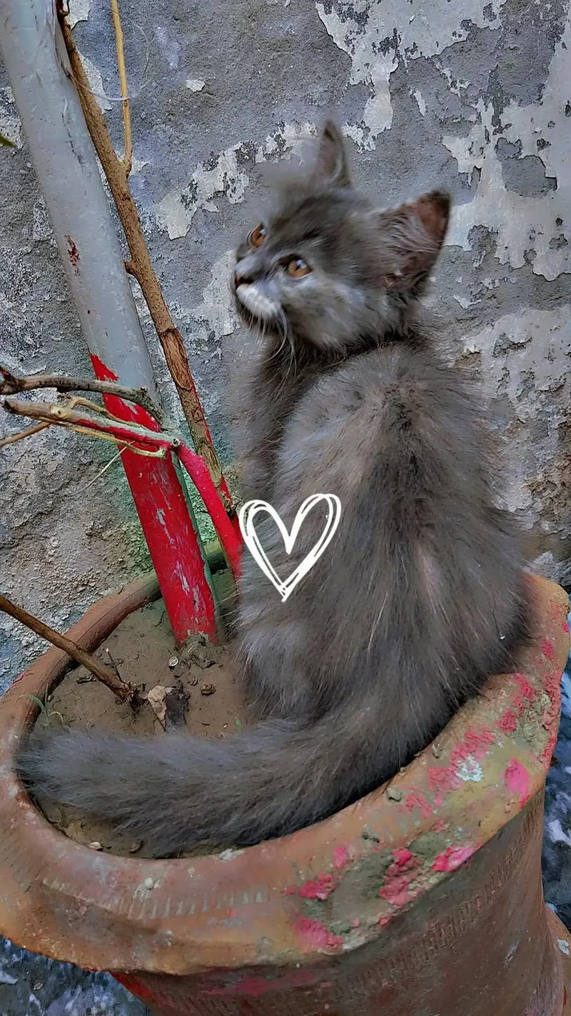 gray persion female kitten healthy an active — photo 2
