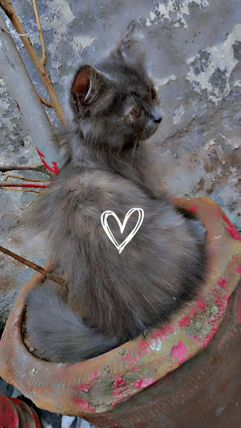 gray persion female kitten healthy an active — photo 3