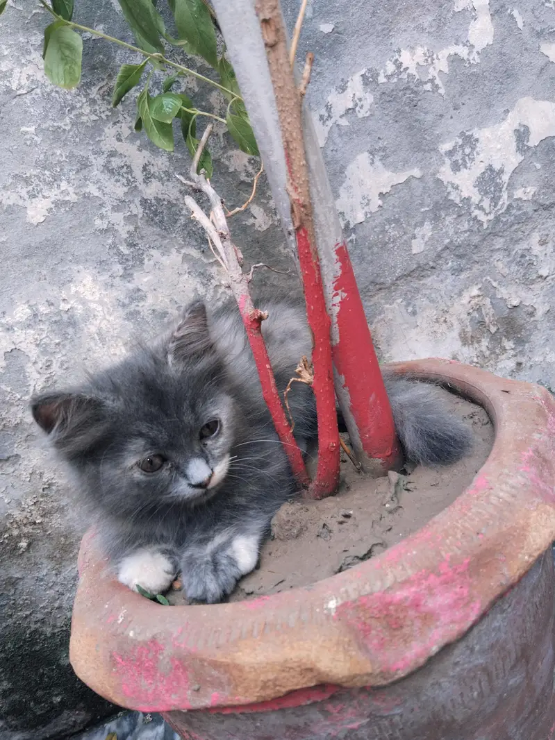 gray persion female kitten healthy an active — photo 4