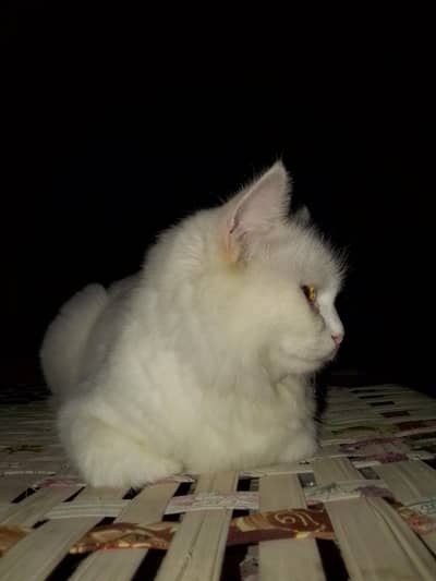 Beautiful White Persian Cat For Sale -FLUFFY & PLAYFUL